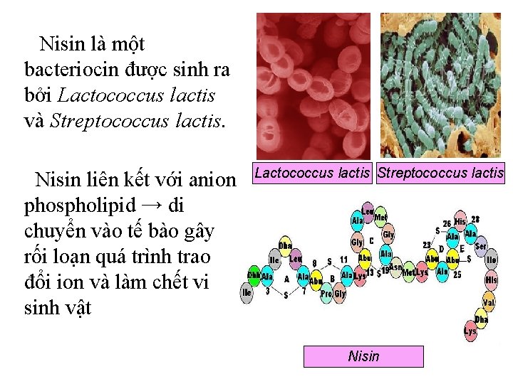 Nisin là một bacteriocin được sinh ra bởi Lactococcus lactis và Streptococcus lactis. Nisin