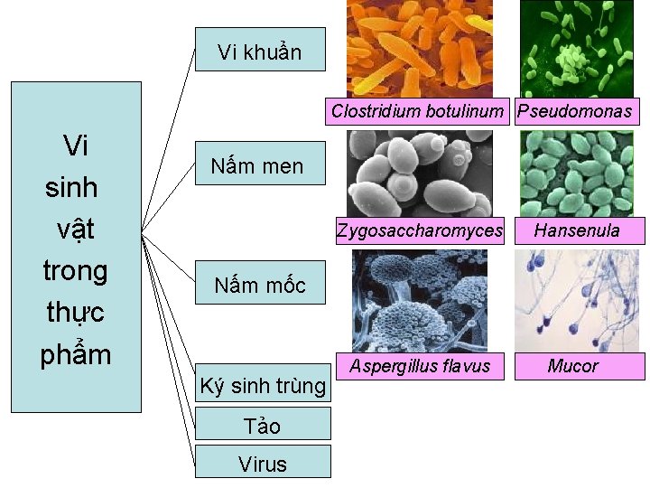 Vi khuẩn Clostridium botulinum Pseudomonas Vi sinh vật trong thực phẩm Nấm men Zygosaccharomyces