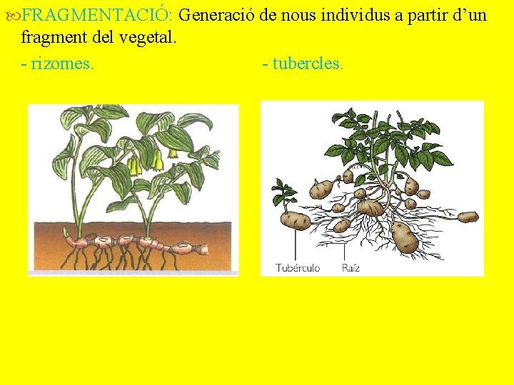  FRAGMENTACIÓ: Generació de nous individus a partir d’un fragment del vegetal. - rizomes.