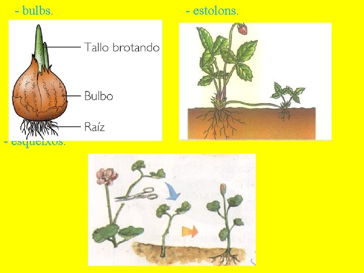 - bulbs. - esqueixos. - estolons. 