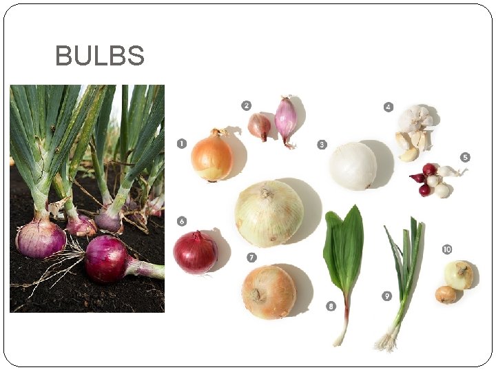 BULBS 