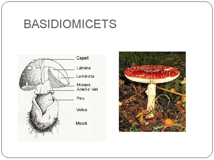 BASIDIOMICETS 