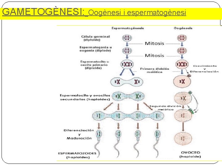 GAMETOGÈNESI: Oogènesi i espermatogènesi 