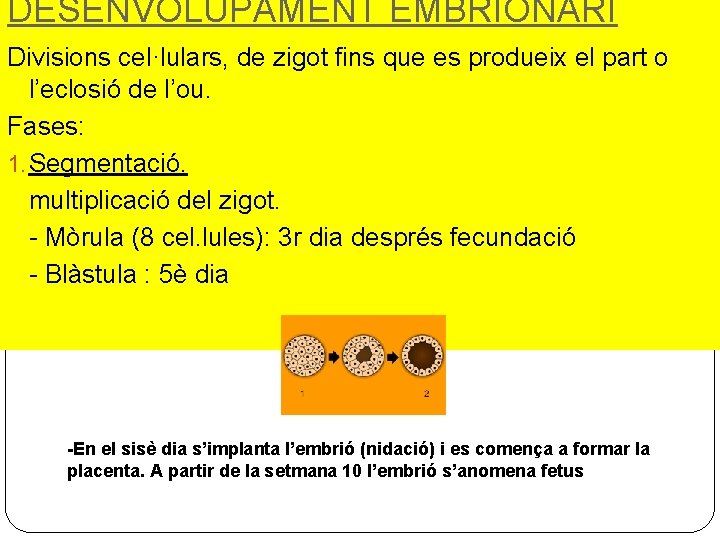 DESENVOLUPAMENT EMBRIONARI Divisions cel·lulars, de zigot fins que es produeix el part o l’eclosió