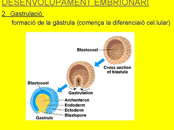 DESENVOLUPAMENT EMBRIONARI 2. Gastrulació. formació de la gàstrula (comença la diferenciaió cel. lular) 