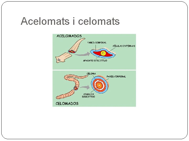 Acelomats i celomats 