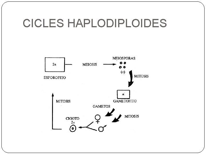 CICLES HAPLODIPLOIDES 