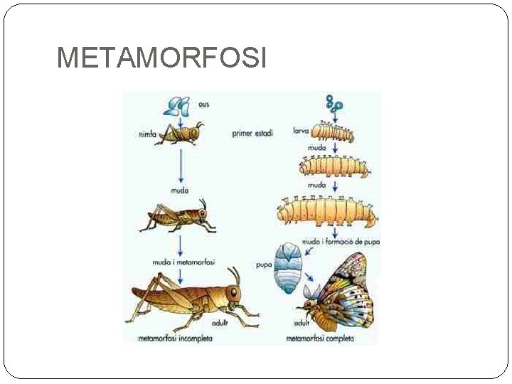 METAMORFOSI 