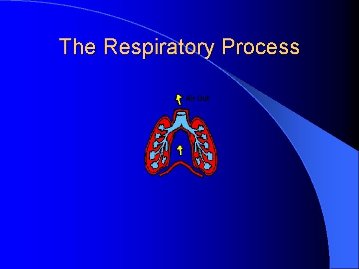 The Respiratory Process 