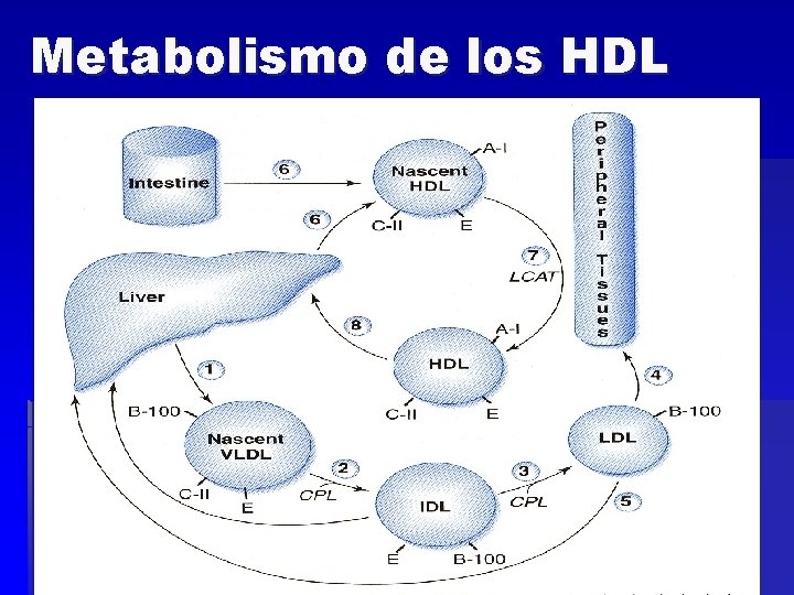 Metabolismo de los HDL 