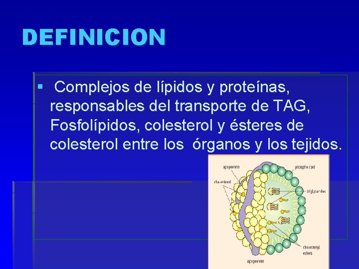 DEFINICION § Complejos de lípidos y proteínas, responsables del transporte de TAG, Fosfolípidos, colesterol