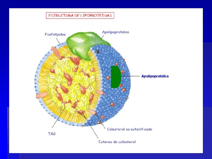 Apolipoproteína 