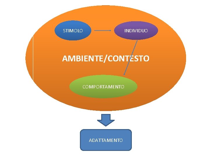 STIMOLO INDIVIDUO AMBIENTE/CONTESTO COMPORTAMENTO ADATTAMENTO 