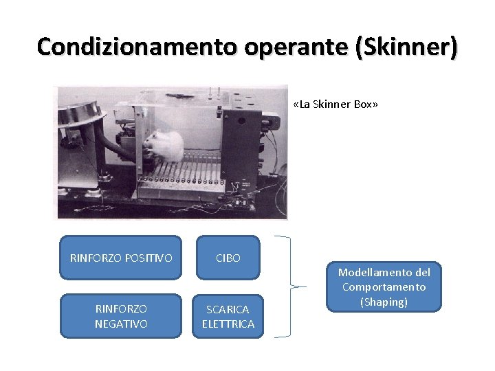 Condizionamento operante (Skinner) «La Skinner Box» RINFORZO POSITIVO CIBO RINFORZO NEGATIVO SCARICA ELETTRICA Modellamento