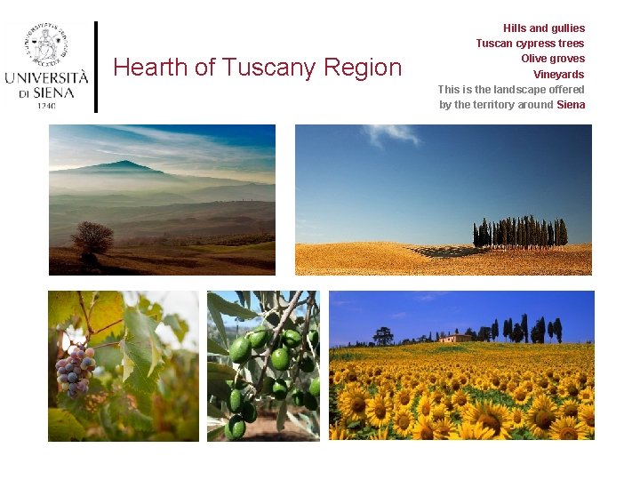 Hearth of Tuscany Region Hills and gullies Tuscan cypress trees Olive groves Vineyards This