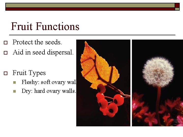 Chapter 38 Plant Reproduction And Development Flowers O