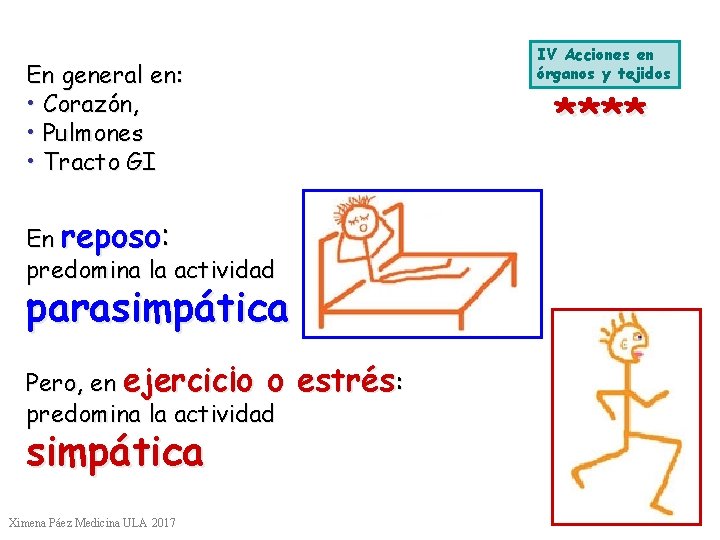 IV Acciones en órganos y tejidos En general en: • Corazón, • Pulmones • IV Acciones en órganos y tejidos En general en: • Corazón, • Pulmones •