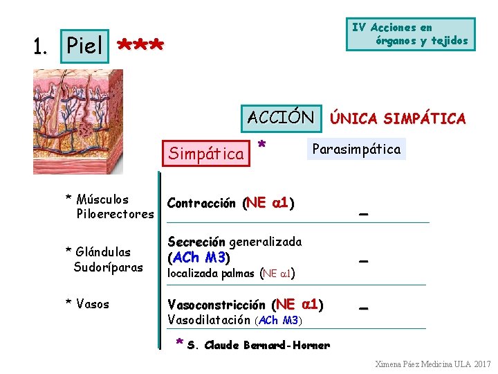 1. Piel IV Acciones en órganos y tejidos *** ACCIÓN ÚNICA SIMPÁTICA Simpática *