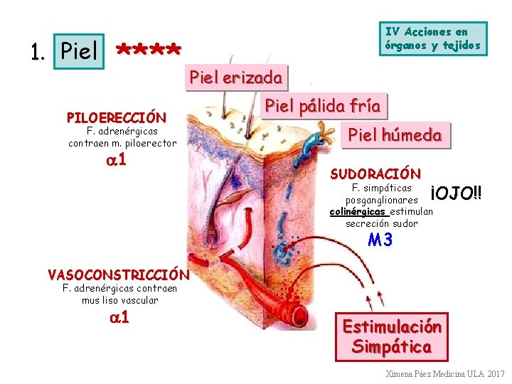 1. Piel IV Acciones en órganos y tejidos **** Piel erizada PILOERECCIÓN F. adrenérgicas