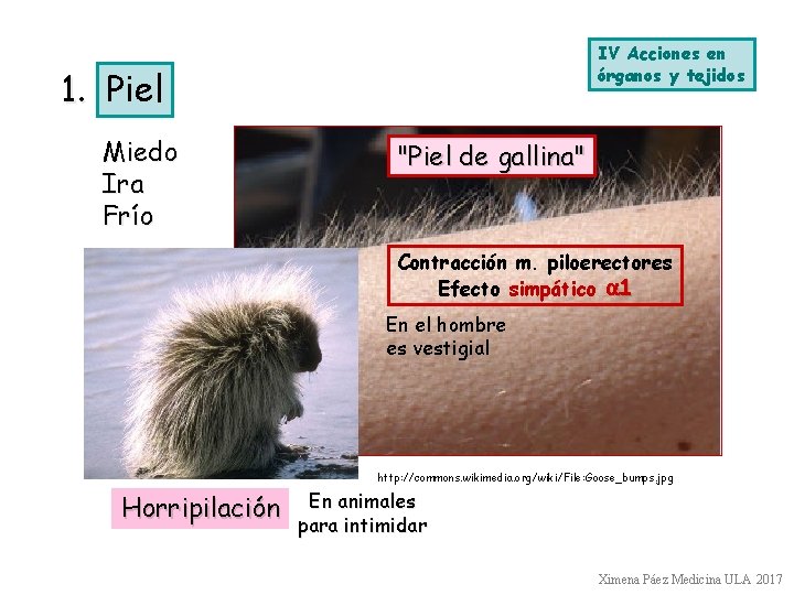 IV Acciones en órganos y tejidos 1. Piel Miedo Ira Frío "Piel de gallina"