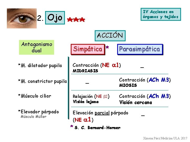 2. Ojo IV Acciones en órganos y tejidos *** ACCIÓN Antagonismo dual *M. dilatador 2. Ojo IV Acciones en órganos y tejidos *** ACCIÓN Antagonismo dual *M. dilatador