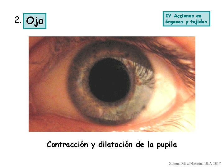 2. Ojo IV Acciones en órganos y tejidos Contracción y dilatación de la pupila