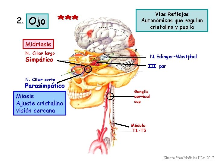 2. Ojo *** Vías Reflejas Autonómicas que regulan cristalino y pupila Midriasis N. Ciliar