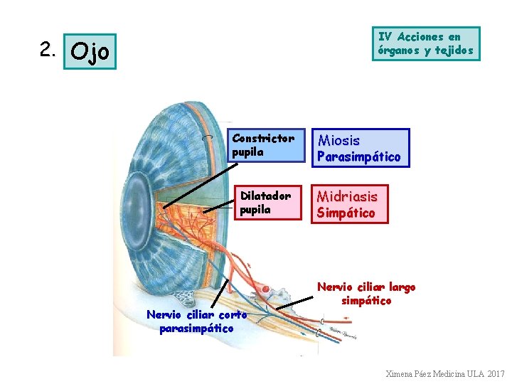 IV Acciones en órganos y tejidos 2. Ojo Constrictor pupila Dilatador pupila Nervio ciliar