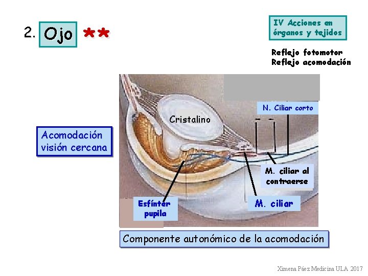 2. Ojo IV Acciones en órganos y tejidos ** Reflejo fotomotor Reflejo acomodación Cristalino