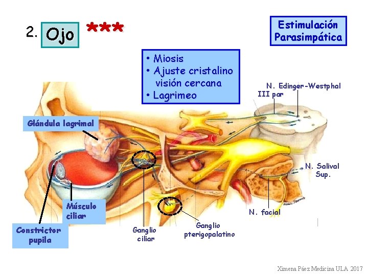 2. Ojo *** Estimulación Parasimpática • Miosis • Ajuste cristalino visión cercana • Lagrimeo