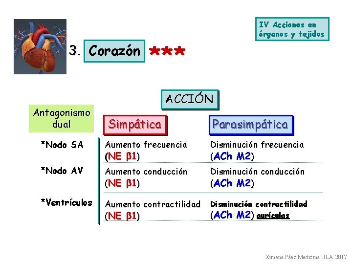 3. Corazón Antagonismo dual IV Acciones en órganos y tejidos *** ACCIÓN Simpática Parasimpática