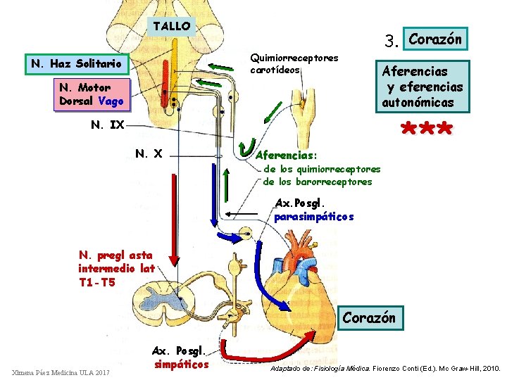 TALLO 3. Corazón Quimiorreceptores carotídeos N. Haz Solitario Aferencias y eferencias autonómicas N. Motor