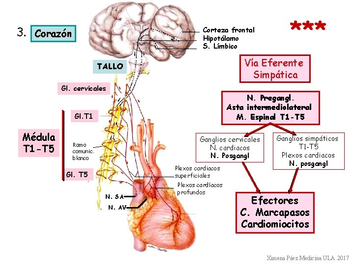 3. Corazón Corteza frontal Hipotálamo S. Límbico Vía Eferente Simpática TALLO Gl. cervicales N.