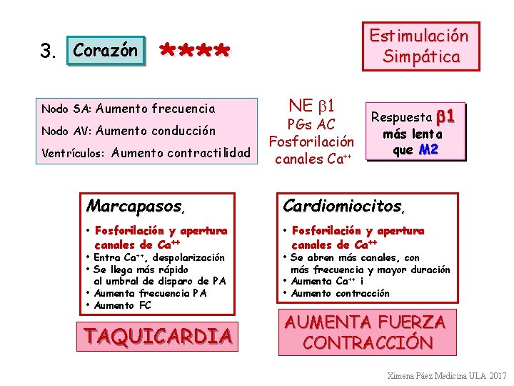 3. Corazón Estimulación Simpática **** Nodo SA: Aumento frecuencia Nodo AV: Aumento conducción Ventrículos: