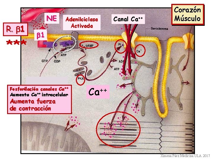 R. b 1 *** NE Adenilciclasa Activada Canal Ca++ Corazón Músculo b 1 Fosforilación
