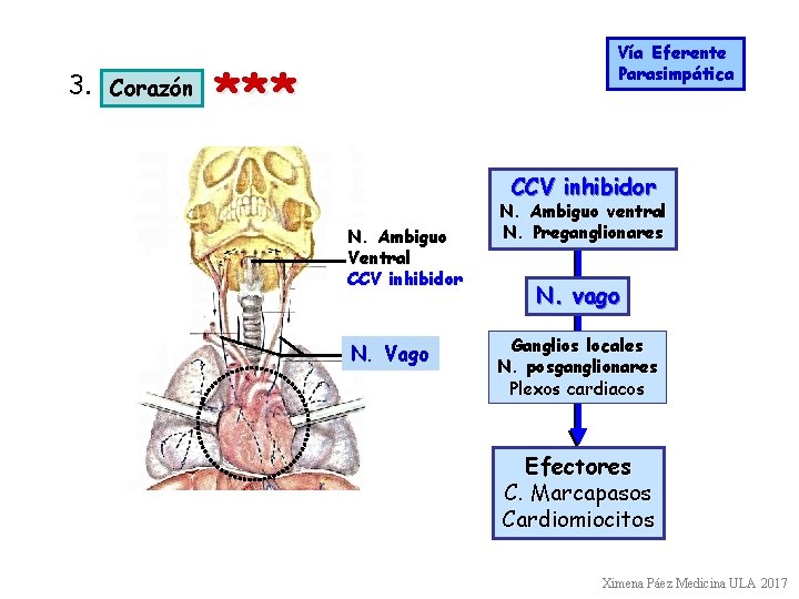 3. Corazón Vía Eferente Parasimpática *** CCV inhibidor N. Ambiguo Ventral CCV inhibidor N. 3. Corazón Vía Eferente Parasimpática *** CCV inhibidor N. Ambiguo Ventral CCV inhibidor N.
