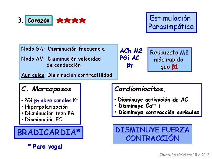 3. Corazón Estimulación Parasimpática **** Nodo SA: Disminución frecuencia Nodo AV: Disminución velocidad de