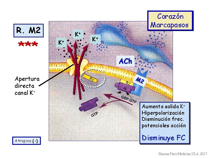 Corazón Marcapasos R. M 2 *** K+ K+ K+ ACh Apertura directa canal K+