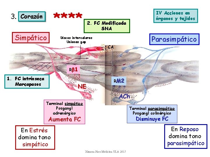 3. **** Corazón Simpático IV Acciones en órganos y tejidos 2. FC Modificada SNA