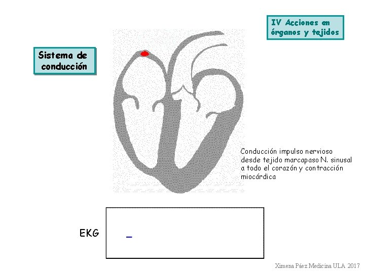 IV Acciones en órganos y tejidos Sistema de conducción Conducción impulso nervioso desde tejido