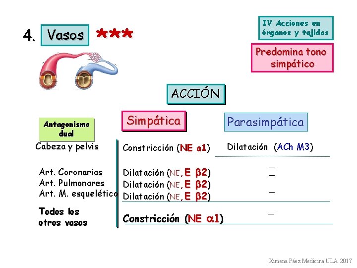 4. Vasos IV Acciones en órganos y tejidos *** Predomina tono simpático ACCIÓN Antagonismo