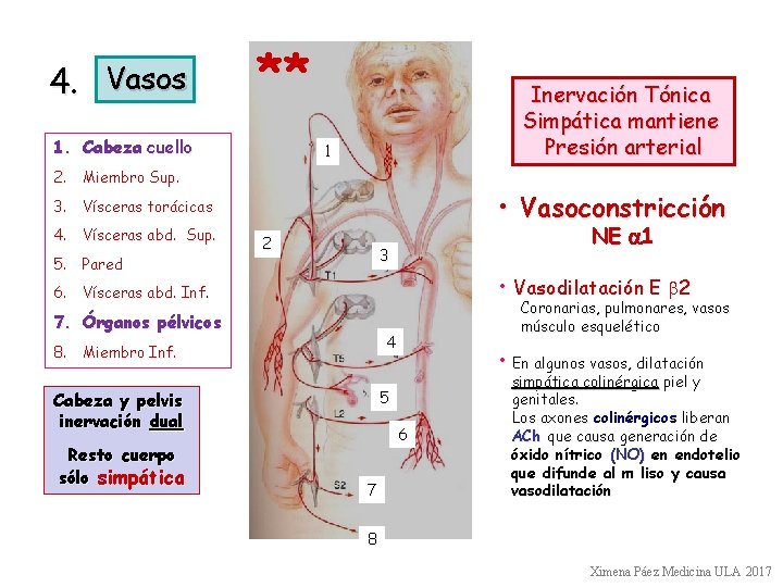 4. Vasos ** 1. Cabeza cuello Inervación Tónica Simpática mantiene Presión arterial 1 2. 4. Vasos ** 1. Cabeza cuello Inervación Tónica Simpática mantiene Presión arterial 1 2.