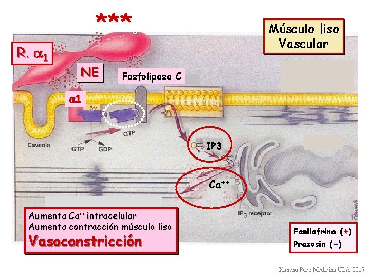* ** R. a 1 NE Músculo liso Vascular Fosfolipasa C a 1 IP