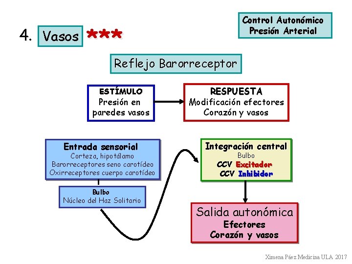 4. Vasos *** Control Autonómico Presión Arterial Reflejo Barorreceptor ESTÍMULO Presión en paredes vasos 4. Vasos *** Control Autonómico Presión Arterial Reflejo Barorreceptor ESTÍMULO Presión en paredes vasos