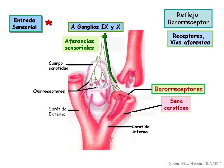 Entrada Sensorial * Reflejo Barorreceptor A Ganglios IX y X Receptores, Vías aferentes Aferencias