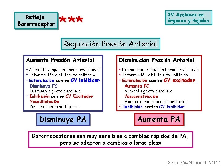 Reflejo Barorreceptor IV Acciones en órganos y tejidos * ** Regulación Presión Arterial Aumento