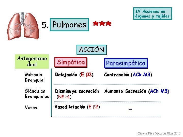 5. Pulmones IV Acciones en órganos y tejidos *** ACCIÓN Antagonismo dual Simpática Parasimpática