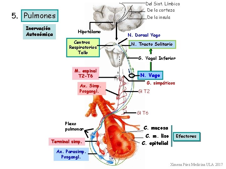Del Sist. Límbico De la corteza 5. Pulmones Inervación Autonómica De la insula Hipotálamo
