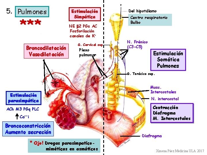 5. Pulmones *** Estimulación Simpática NE b 2 PGs AC Fosforilación canales de K+