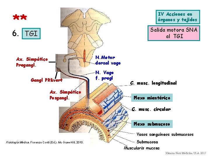 ** IV Acciones en órganos y tejidos Salida motora SNA al TGI 6. TGI